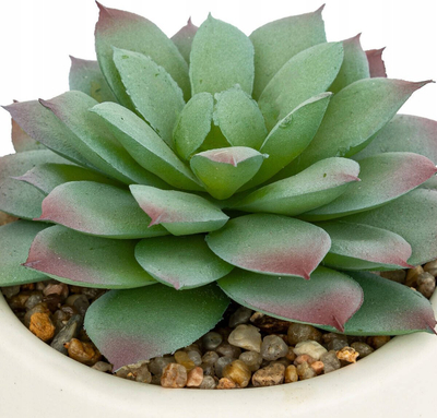 Dekor bimë artificiale NILS Mix Succulents, 12 cm, vazo qeramike e bardhë