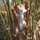 Kartë urimi BBC Earth Harvest Mouse, katrore, me zarf