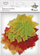 Gjethe dekorative Titanum Maple, 85x70mm, set 30 copë, multicolor