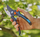 Gershere krasitje Gardena 12252-20 Premiumcut Pro Flex, bypass, te zeza e blu