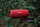 Блутоут звучник JBL Charge 5, пренослив, црвен