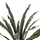 Bimë sintetike ASPLENIUM PROLONGATUM në vazo (HM7975)