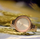 Orë dore Lorus RG220MX9