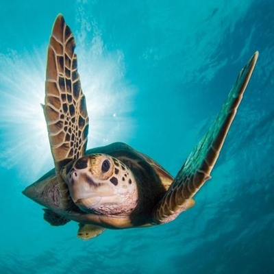 Kartolinë BBC Earth Green Turtle, katrore, me zarf, jeshile