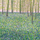 Kartolinë Susan Entwistle Hyacinths and Lesser Celandines, me zarf, shumëngjyrëshe