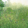 Kartolinë Susan Entwistle Grasses Harlow Carr, me zarf