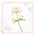 Balsam NAE Delicatezza, 200 ml